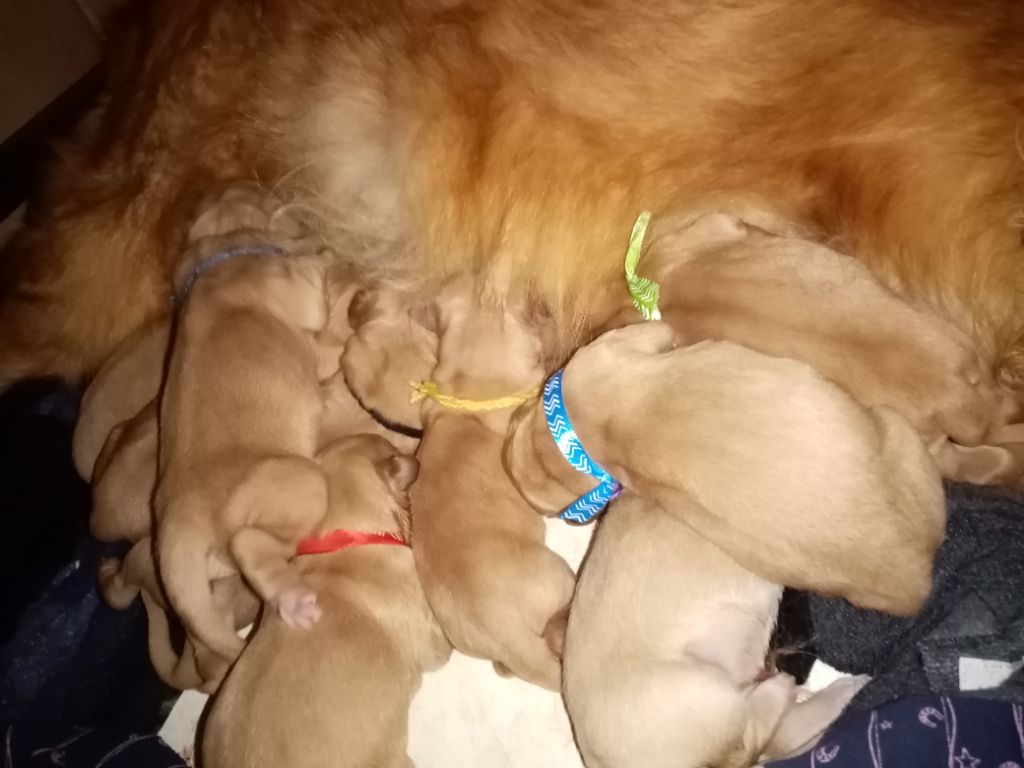 chiot Golden Retriever Des fields de mauny